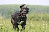 DOGUE ALLEMAND 496